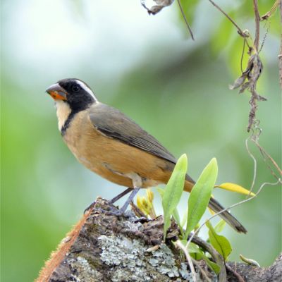 Golden-billed Saltator (3)